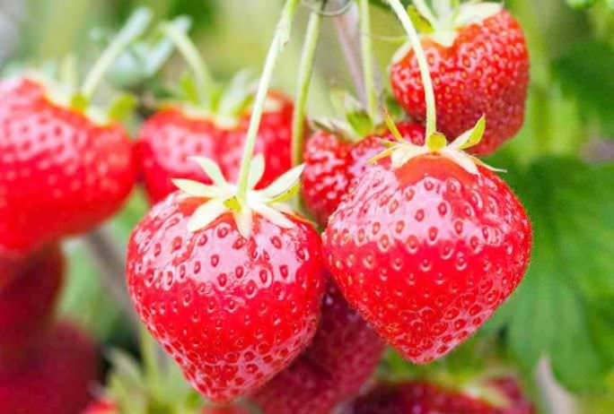 Находясь на большом расстоянии от поверхности почвы, ягоды при сборке остаются полностью чистыми