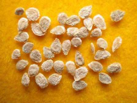 Семена плохого качества серьезно влияют на урожай в теплице и открытом грунте