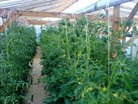 Помните, что для каждого сорта помидоров имеется собственная зона выращивания