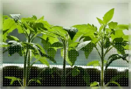 Качественная рассада томатов — первый шаг к высоким урожаям