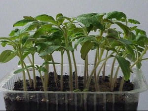 Обязательно соблюдайте температурные режимы, обеспечивайте качественное освещение