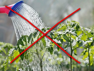 Полив томатов требует особенного отношения и режимности