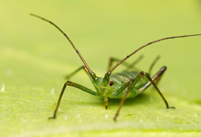Тля – наиболее опасный вредитель перцев в теплице, наносящий культуре значительный вред