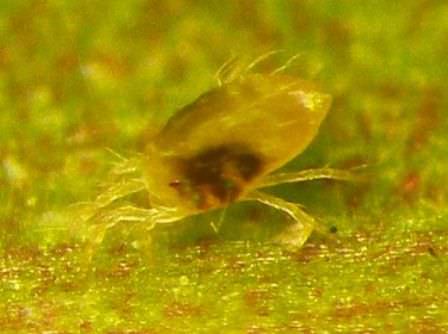 Паутинный клещ на орхидеях