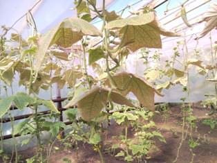 Выбираем методы борьбы с вредителем теплиц — паутинным клещом