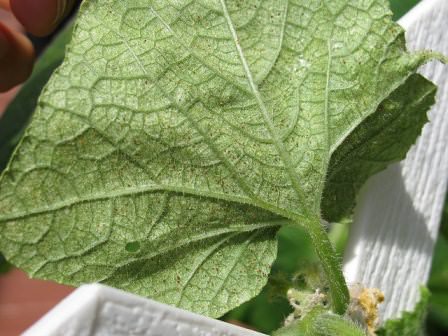 Как лучше всего бороться с паутинным клещом, какие методы использовать?