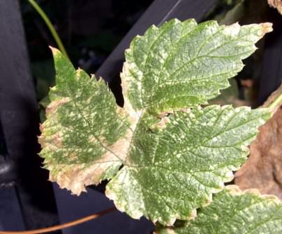 Как именно паутинный клещ убивает растения на огороде и в теплице?