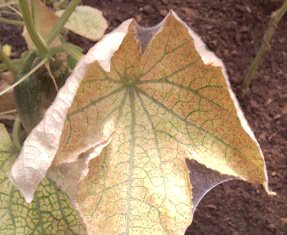 Результат жизнедеятельности колонии паутинного клеща в теплице