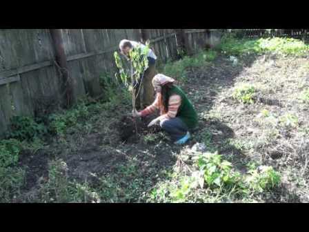 Пересадка персика в летнее время реальна, но это вызовет массу сложностей
