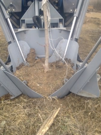 Самый правильный способ пересадки взрослого персика на даче!