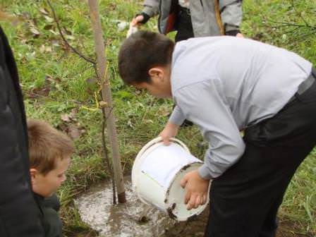 Если не приступить к уходу за пересаженным персиком сразу же, возможны проблемы с деревом