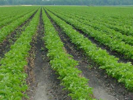 Бизнес на петрушке