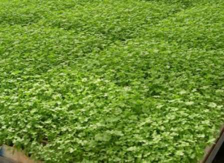 Уход за петрушкой