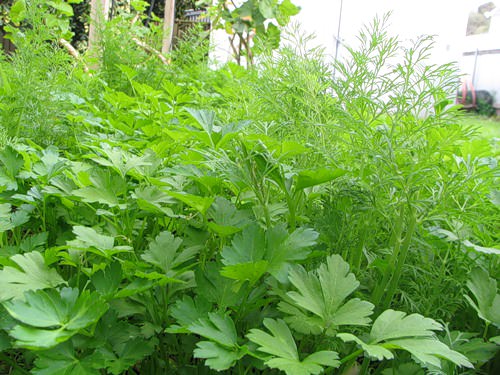 Правильнее всего будет подготовить площадку под посадку петрушки еще осенью, тщательно ее вскопав