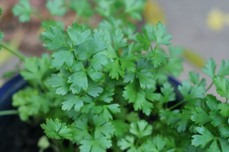 Срез петрушки происходит по мере созревания зелени, и это может продолжаться на протяжении всего сезона