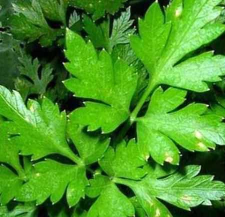 Посадка петрушки происходит по всем правилам агротехники данного растения, с желательной предпосадочной подготовкой семян