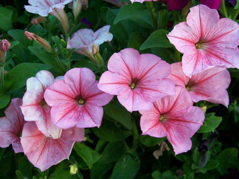 По некоторым меркам можно заявить, что петунии неприхотливы, но и как любое другое растение, они любят внимание