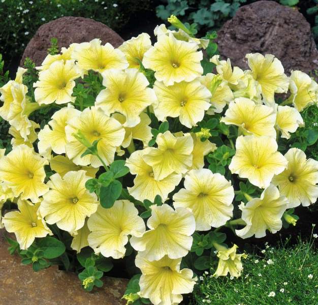 Петуния — неприхотливый, всем известный цветок