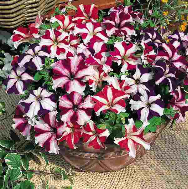 Важно проводить подкормки растений, которые растут в кашпо или специальных контейнерах, так как там изначально питательный субстрат довольно быстро истощается и становится не особо пригодным для дальнейшего развития