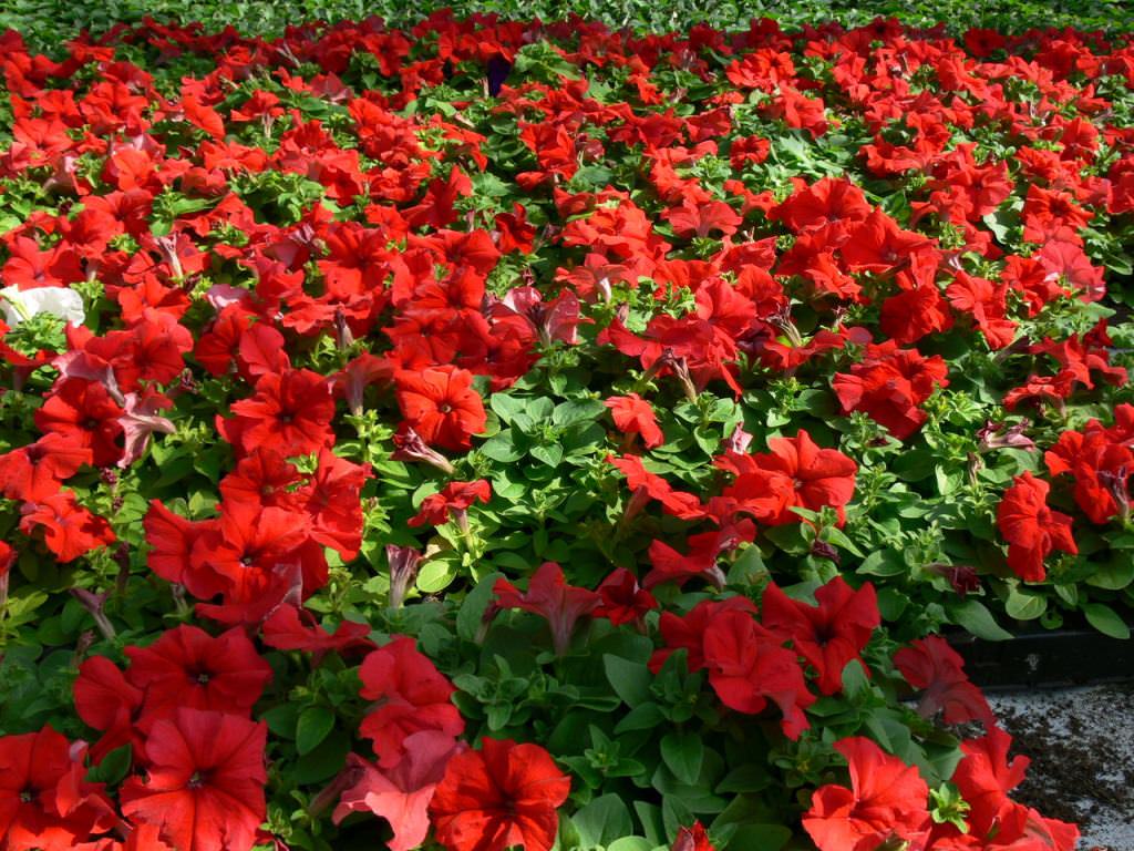 Выбрать всегда есть из чего, главное, убедить себя остановиться только на одном сорте и немного поэкспериментировать, а далее уже можно создавать большой и яркий цветник петуний