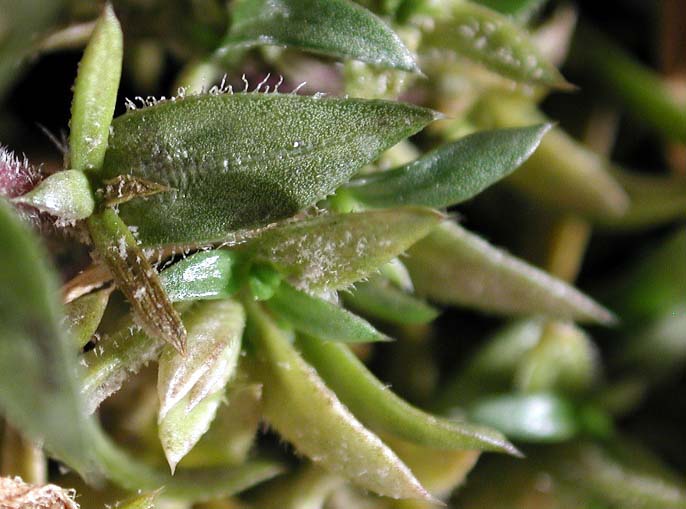 Мучнистая роса – наиболее частое заболевание флоксов, возникающее при жаре