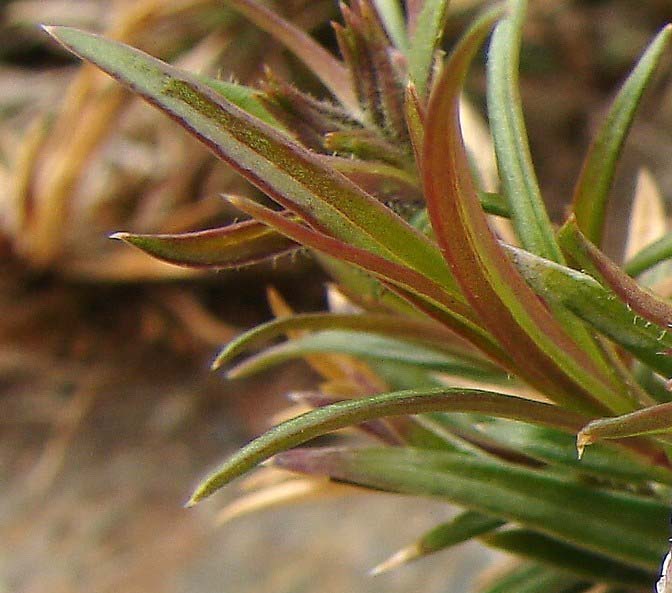 Нитевидность листьев флоксов характерно замедленный рост, нитевидность листьев, отсутствие цветения