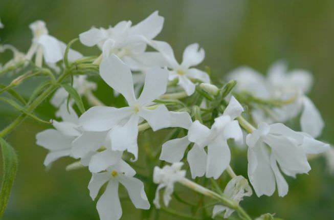 «Фуллерс Уайт» (Fuller’s White)