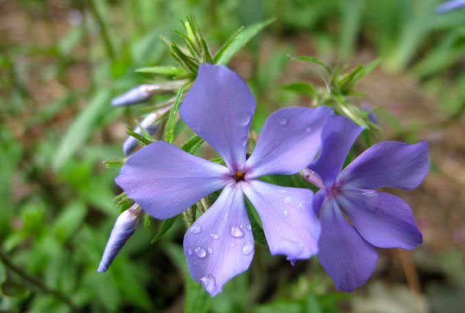 «Блю Дримс» (Blue Dreams)