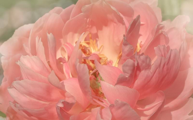Важен также своевременный и систематический полив, примерно раз в неделю, по 25-40 литров воды на каждый взрослый куст пиона