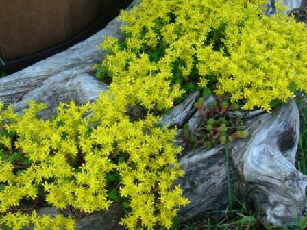 Практически все мхи прекрасно растут на пнях