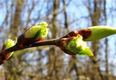 Почему повреждаются почки