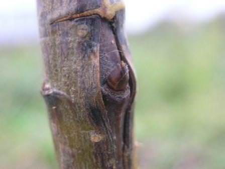 Что является причиной повреждения