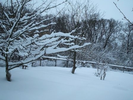 Деревья зимой или как подготовить плодовый сад к зимовке
