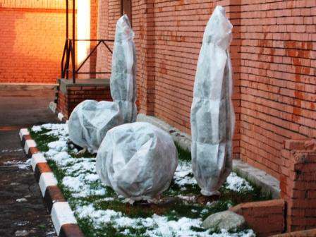 Как защитить дачные растения от лютых зимних морозов?