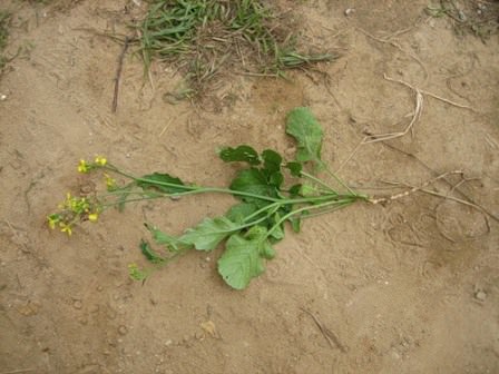 Обязательно стоит убрать с участка и все сорные растения