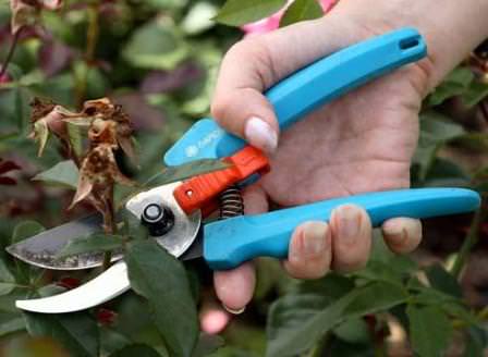 В преддверии зимы следует обрезать кустарники и цветы, которые в этом нуждаются