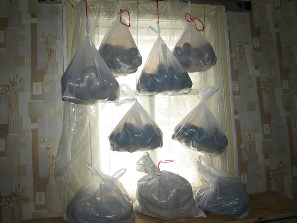 Проращиваем картофель в полиэтиленовых мешочках — эффективный способ подготовки