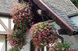 Подвесной сад только кажется чем-то сложным, на самом же деле, это простейшая конструкция, которая красива и оригинальна, а также не требует много забот