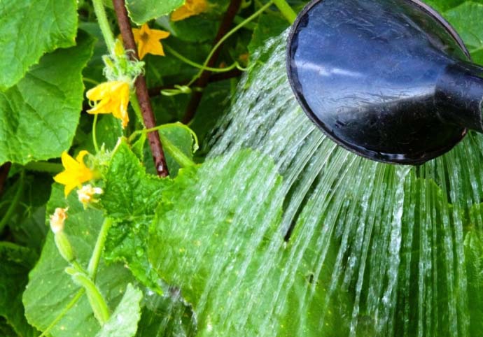 Стандартный уход за огурцами сорта «Изящный» заключается в своевременных систематических поливах