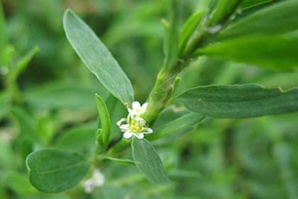 Полезные свойства сорняков заключаются не только в их непосредственном составе, но и в умелом и практичном использовании сорных трав для себя и своего участка