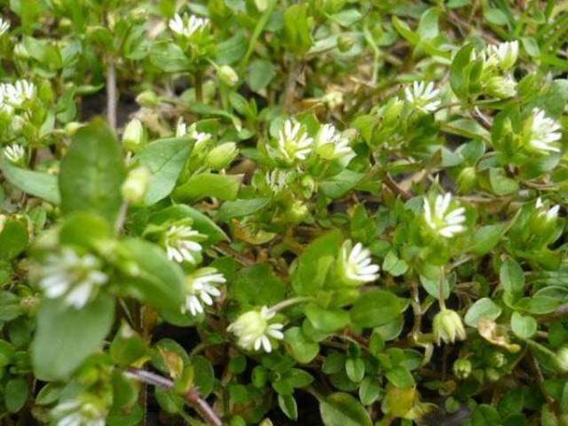 Компост из сорняков – также идеальный вариант использования полезных свойств сорняков