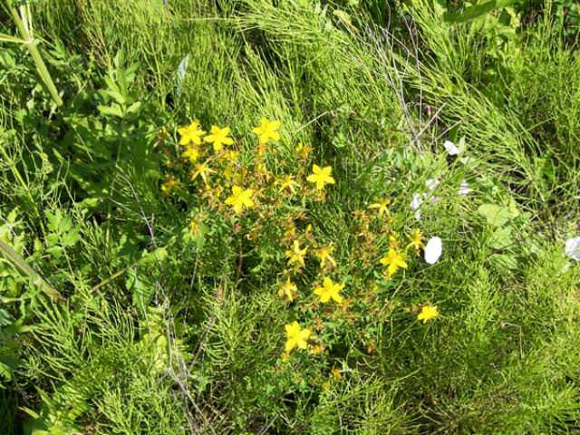 Если яблоню мульчировать только таким материалом, то она получает в два раза больше фосфора, калия и азота, чем без проведения этой процедуры