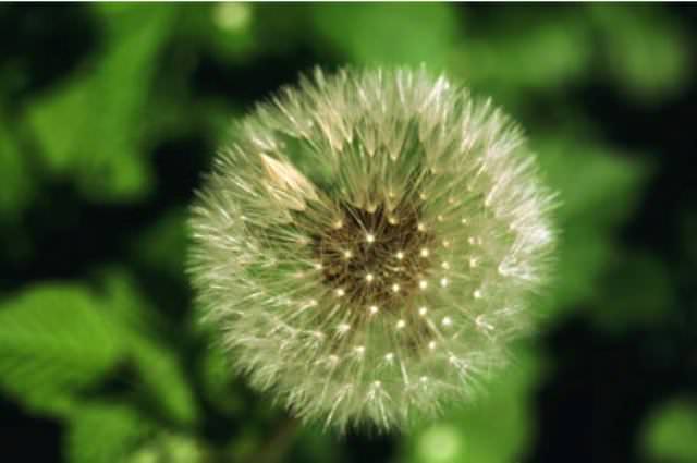 Это растение выделяет газ этилен, который влияет на ускорение созревания плодов у яблонь и овощных культур