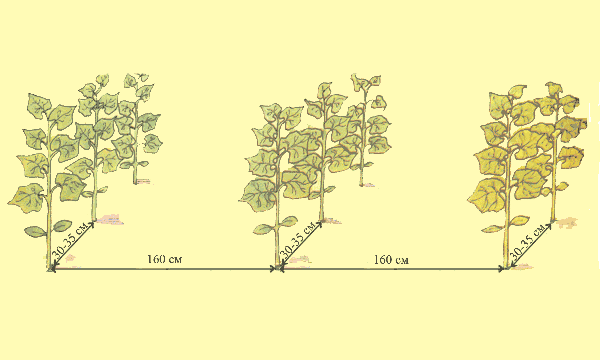 Высаживание рассады производится по схеме
