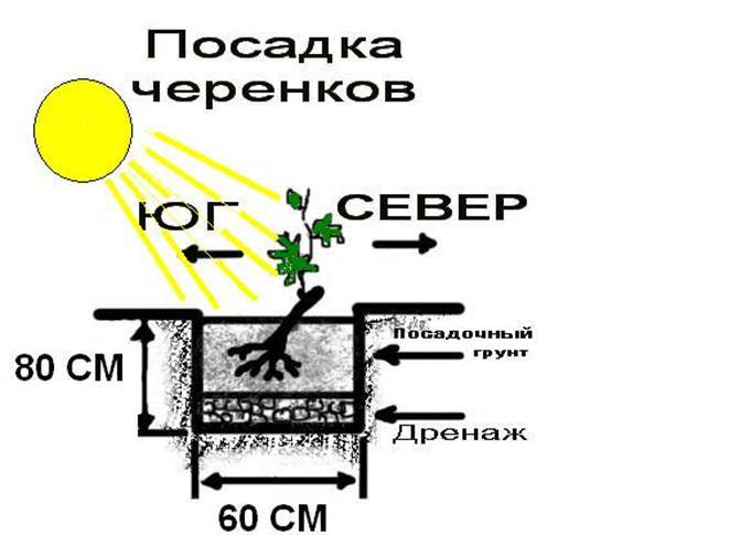 «Велес» имеет некоторые особенности, которые следует учитывать при посадке винограда