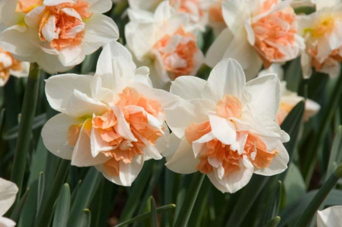 Что посадить рядом с тюльпанами на участке