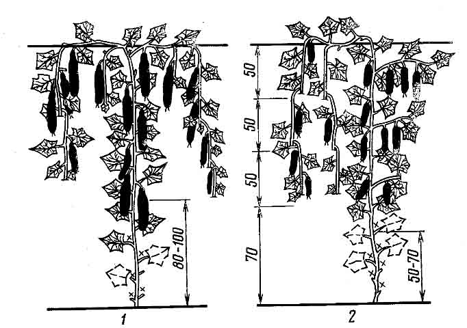 Пасынкование огурцов позволяет перенаправить питание на формирование завязей и плодов
