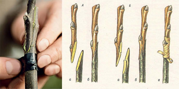 Подготовка привоя (черенка) заключается в том, что мы делаем идентичный срез его нижней части