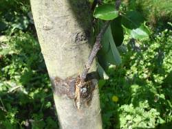 Размножение и сохранение богатого сортимента культурных растений возможно только прививкой