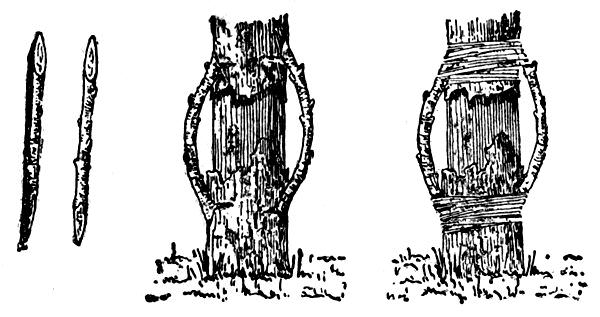 Прививка плодовых деревьев мостиком